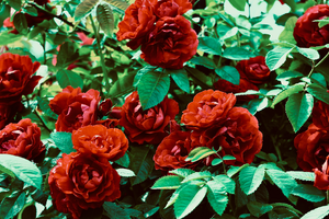 Conseiller Financier L'Haÿ-les-Roses